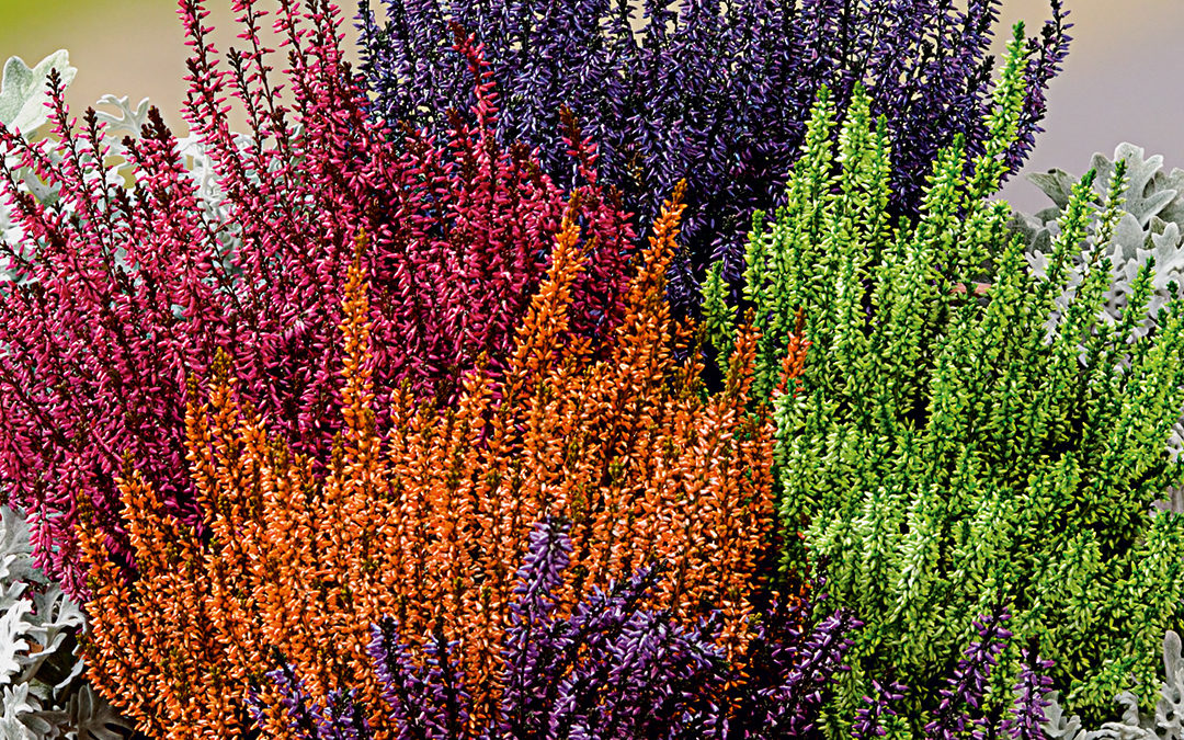 Calluna teinté/gefärbt
