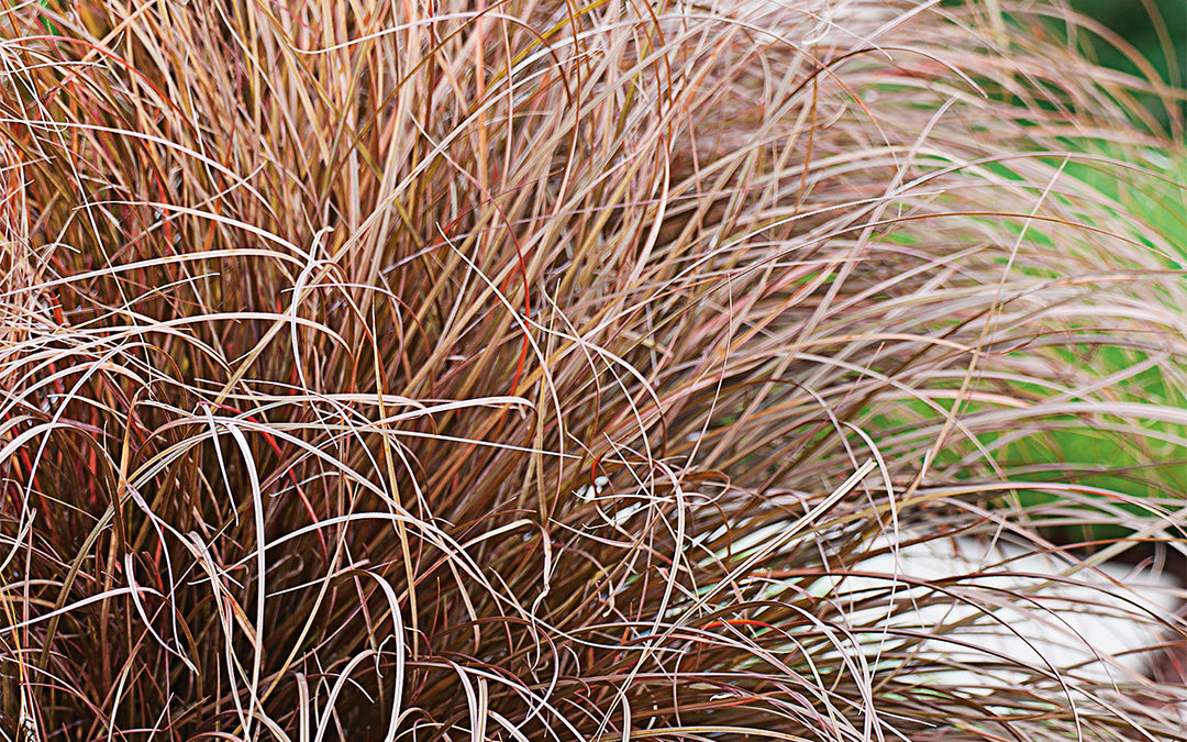 Carex petriei Milk Chocolat