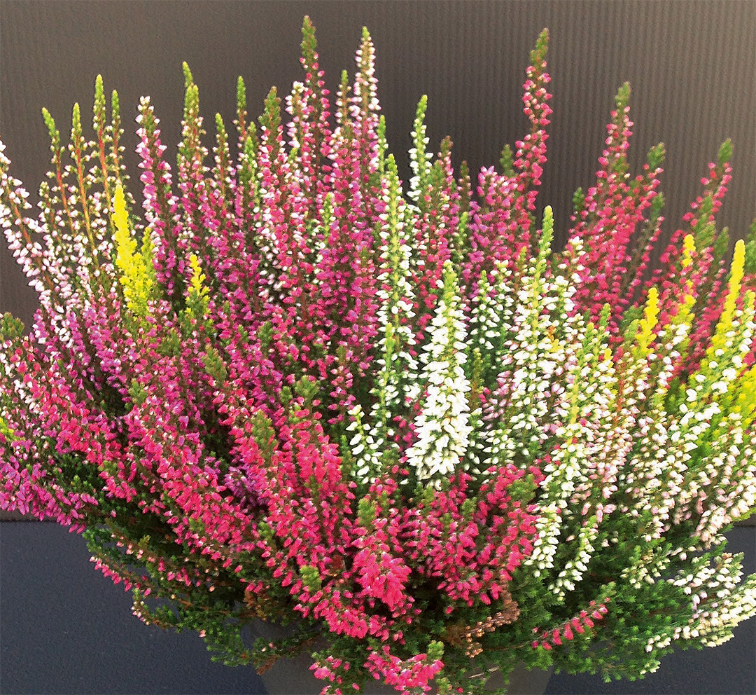 Calluna-Quinto-IMG_1640 Produkte