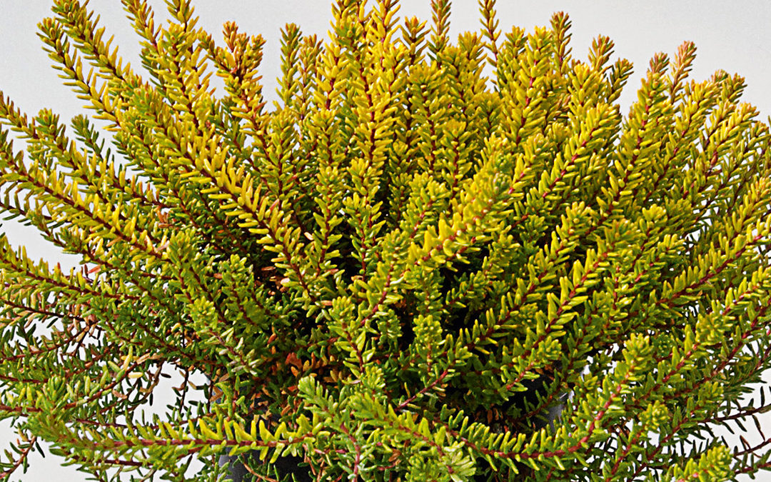 Empetrum nigrum Bernstein – début d’hiver