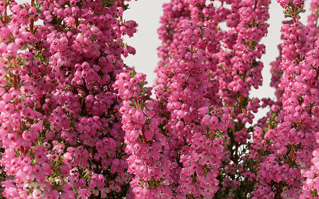 Erica gracilis Heidi’s Florentineⓢ
