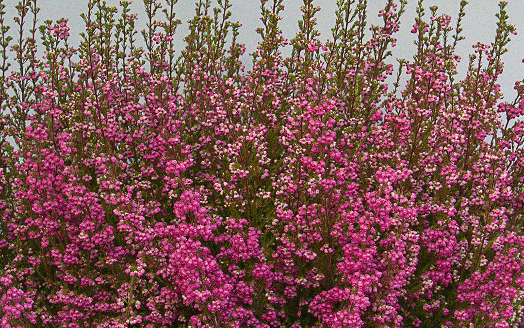 Erica gracilis WFW