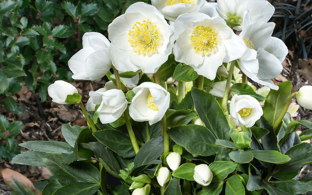 Helleborus Gold Collection Jubelio®
