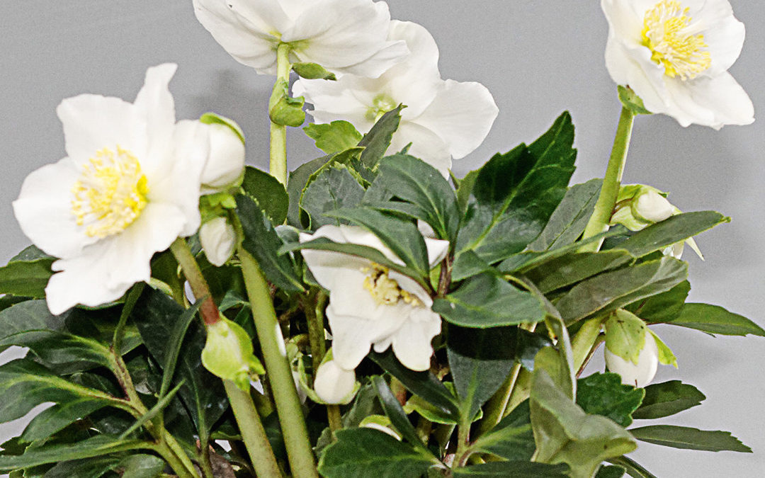 Helleborus Gold Collection Diva®