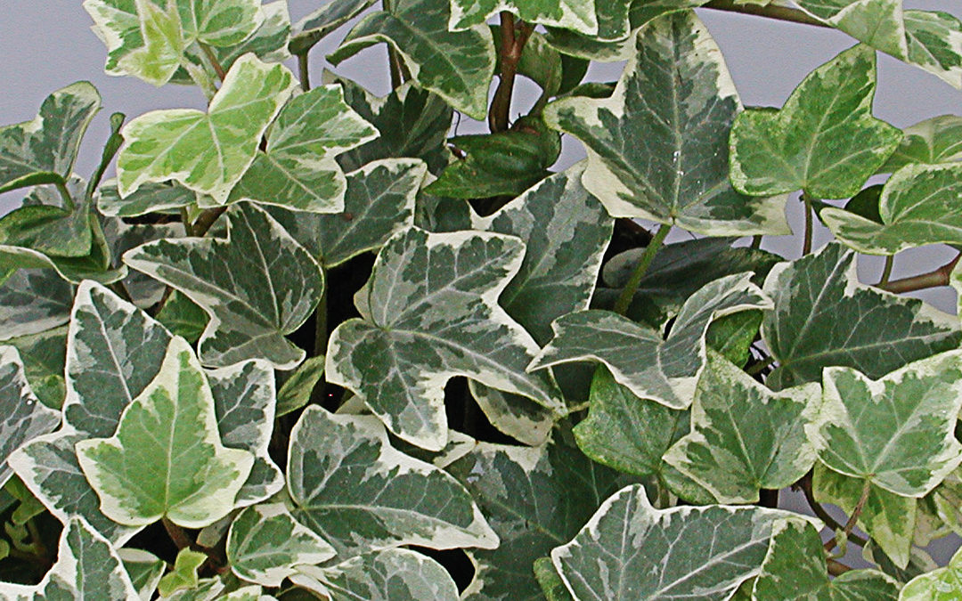 Hedera helix panaché/bunt weiss