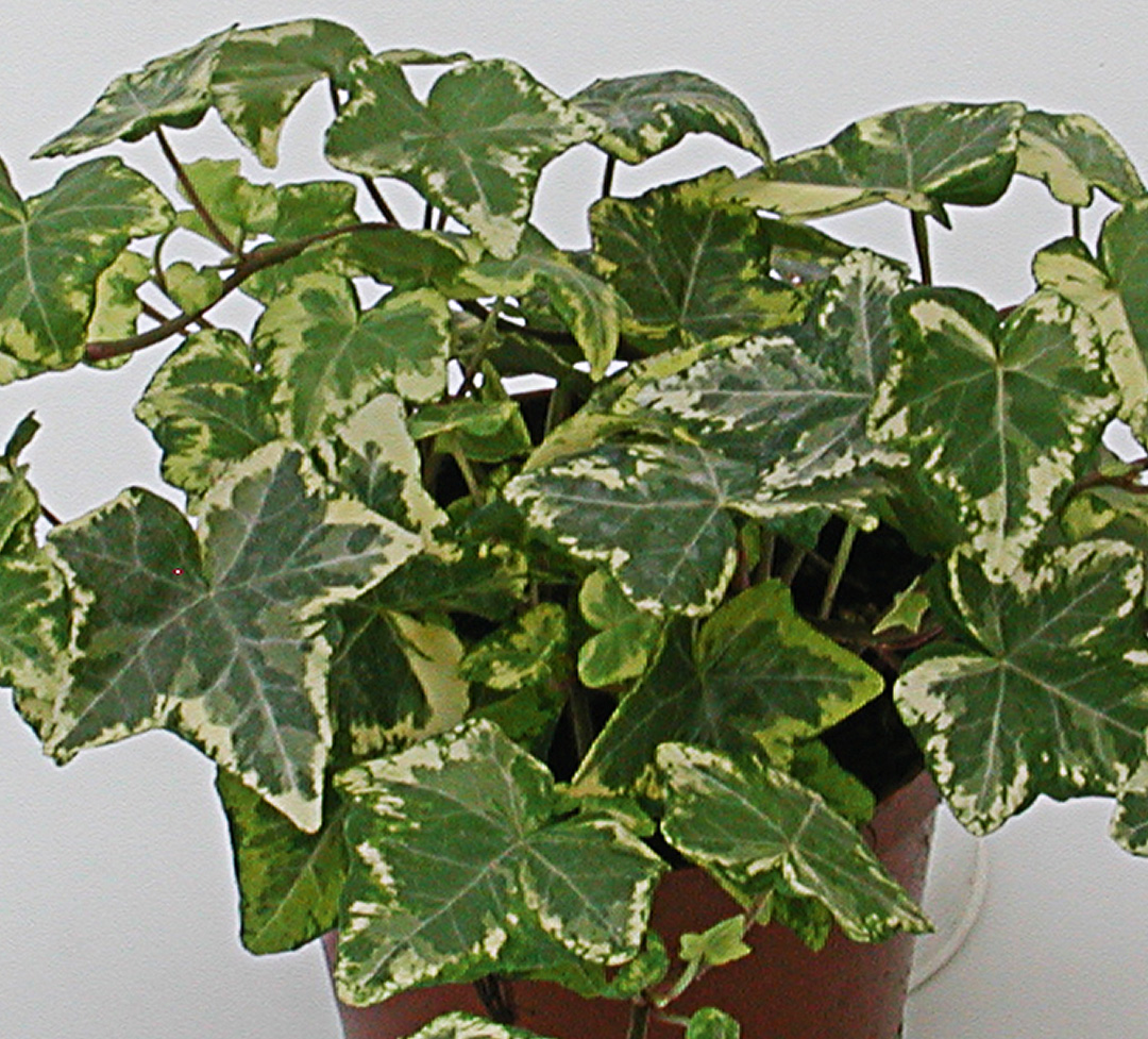 Hedera-grün-weiss-panache-gelb-T-11 Produkte