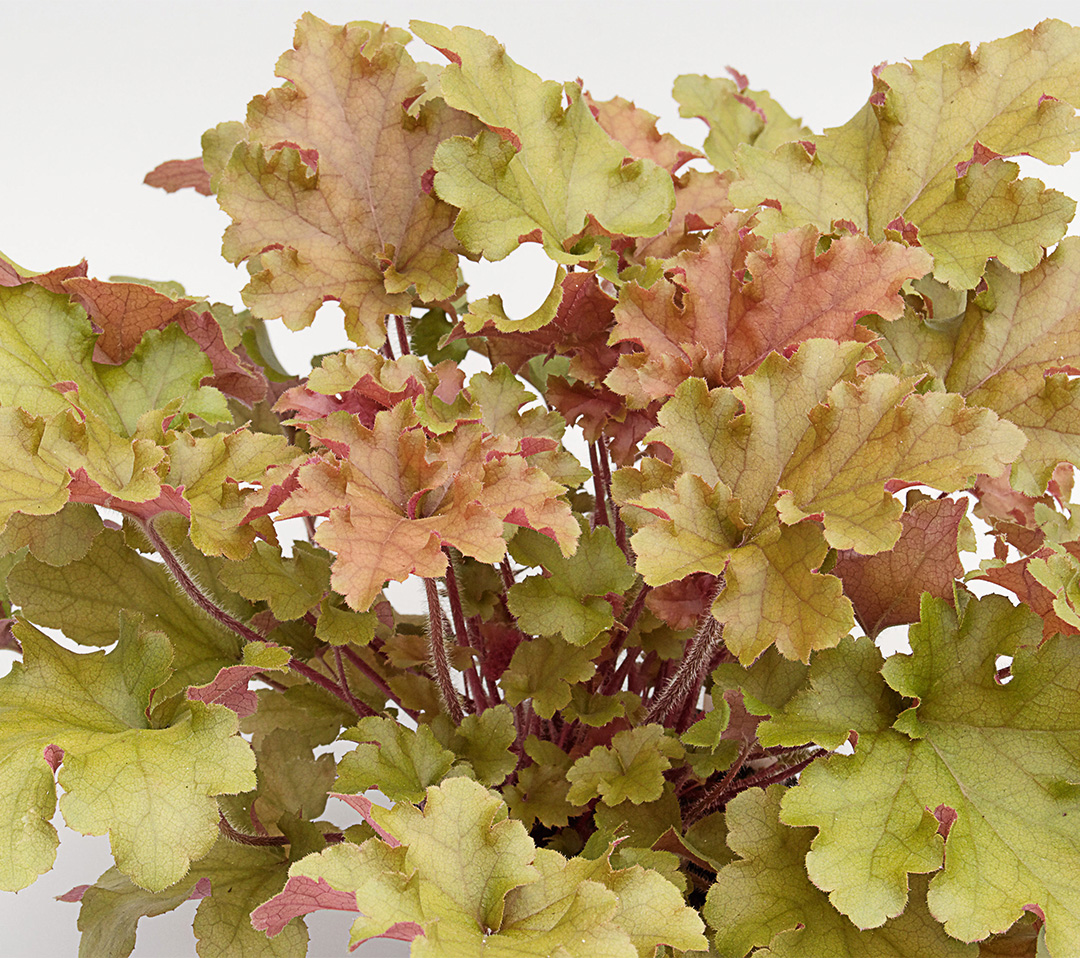 Heuchera_Marmelade Produkte