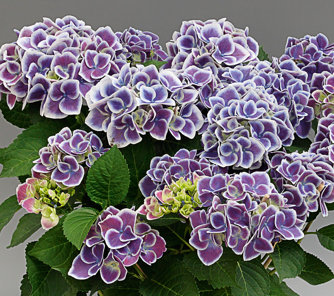 Hortensia-T17-Tivoli-blau Produkte