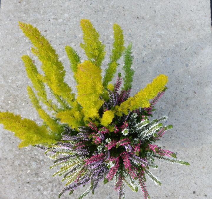 Herbstraum – Mélange d’automne pot 13 cm