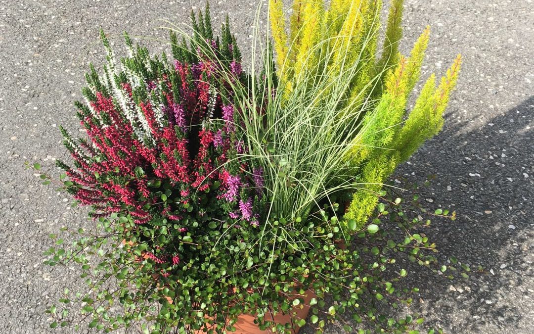 Herbstraum – Mélange d’automne pot 19-25 cm