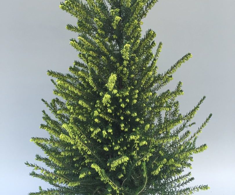 Erica x darleyensis Evaⓢ
