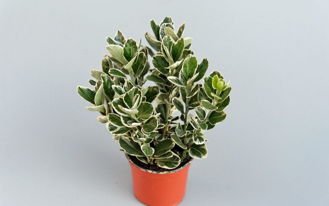 Euonymus japonicus panaché/bunt
