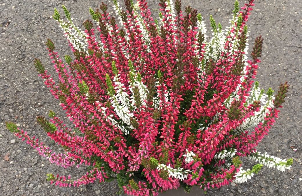 Calluna Helena – Franca