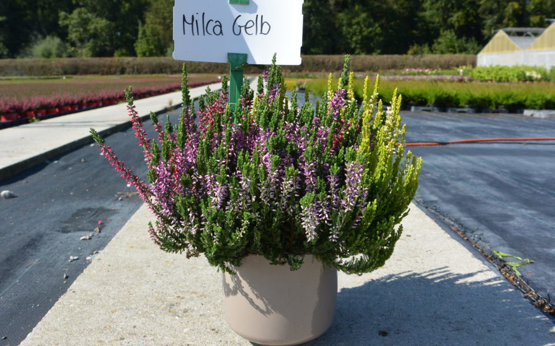 Trio Milca gelb
