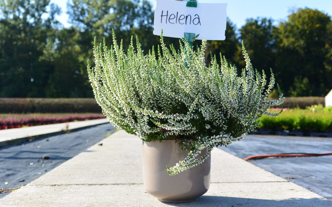 Helena