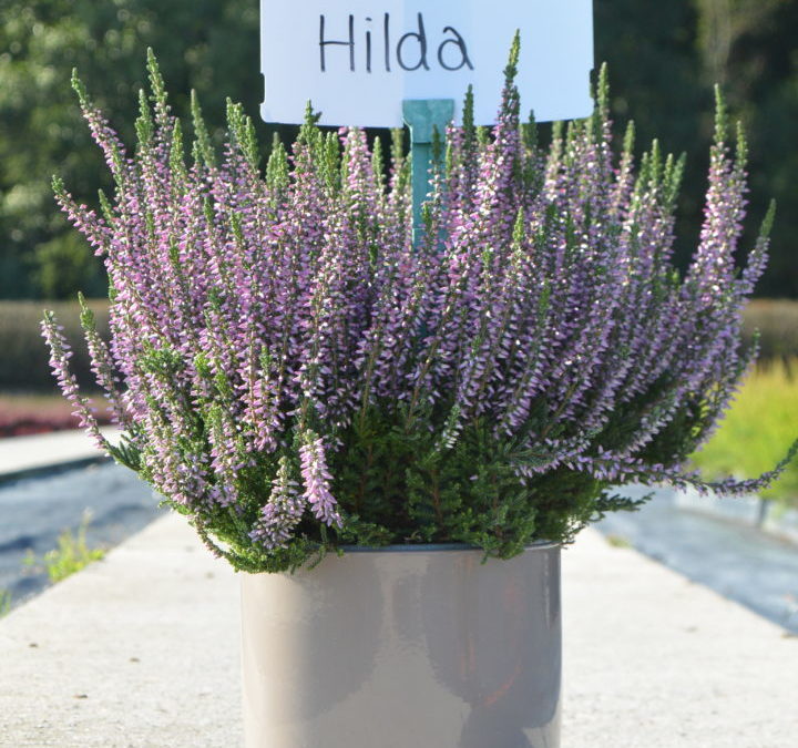 Hilda
