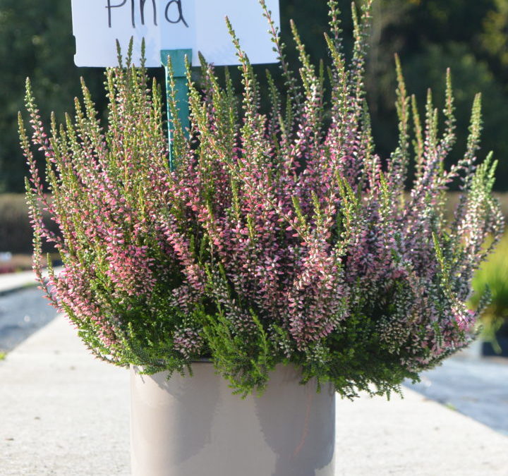 Pina