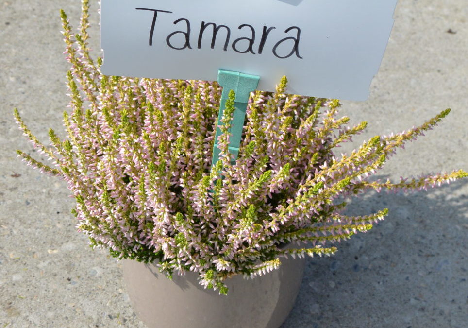 Tamara