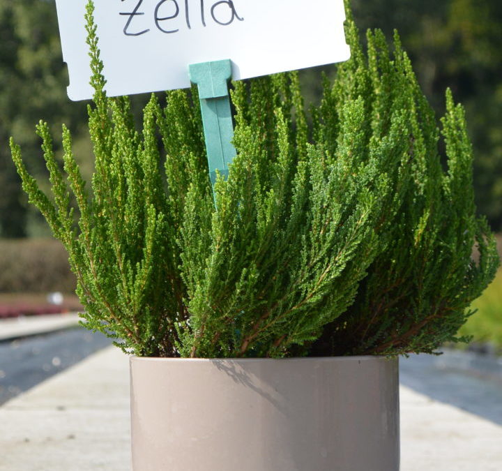 Zelia