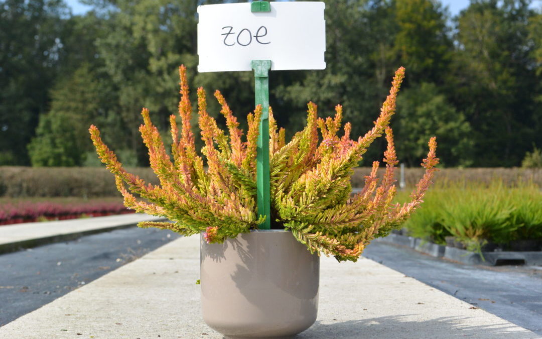 Zoe