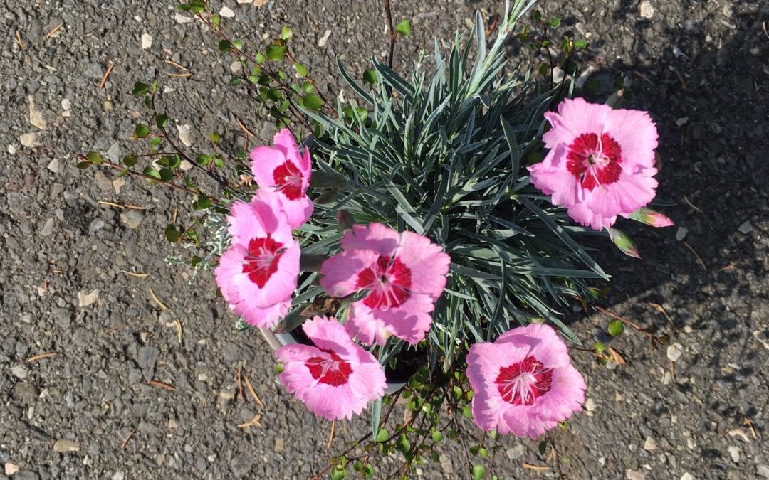 Autumn Checkies – Pink Dream