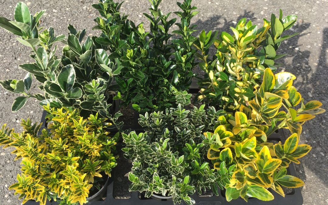Euonymus fortunei mix