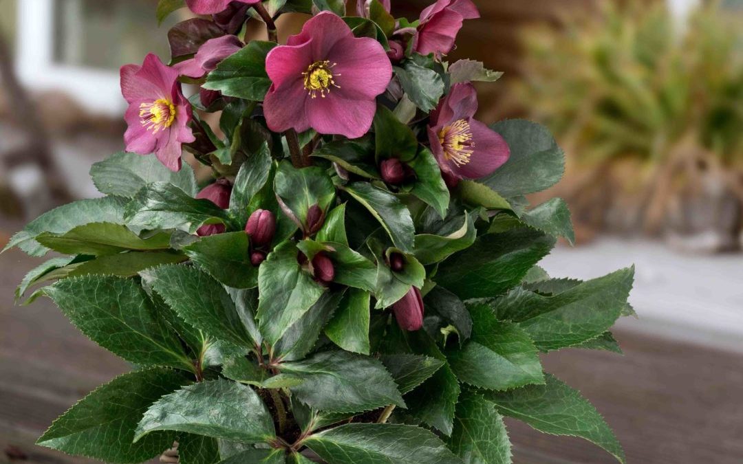 Helleborus HGC® Ice N’Roses® Early Red