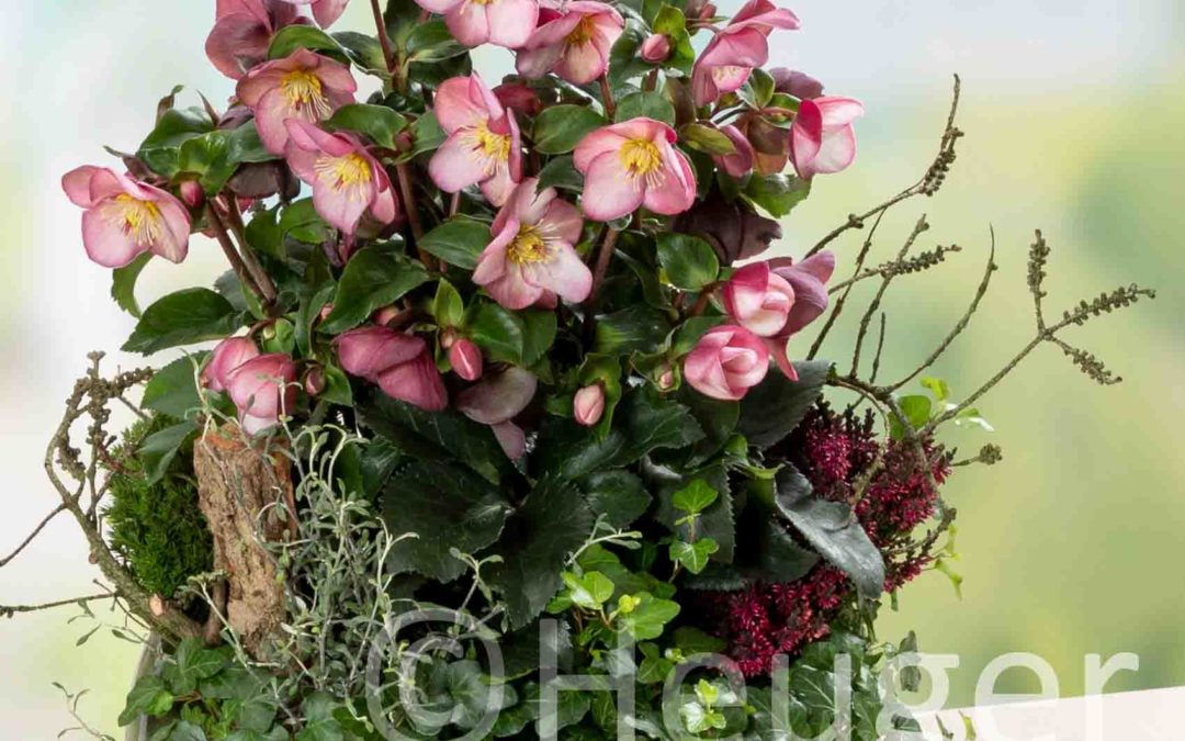 Helleborus HGC® Ice N’Roses® Early Rose