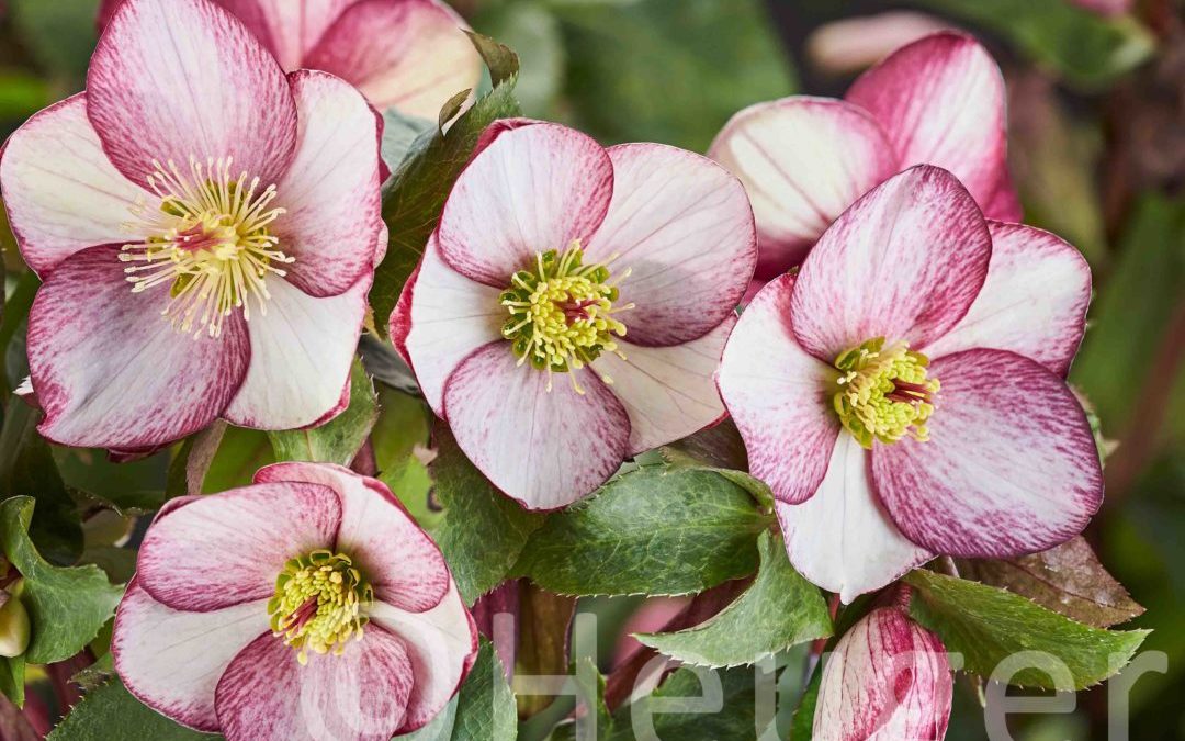 Helleborus HGC® Ice N’Roses® Rosado
