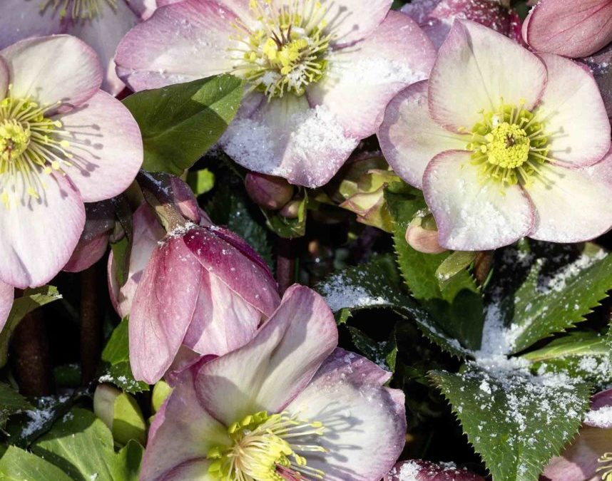 Helleborus HGC® Ice N’Roses® Rose