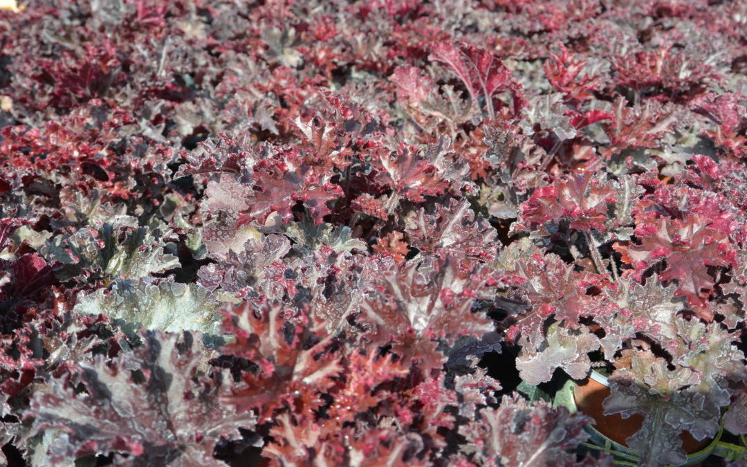 Heuchera Cajun Fire
