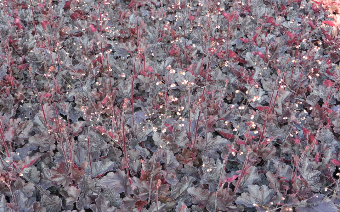 Heuchera Northern Exposure Black