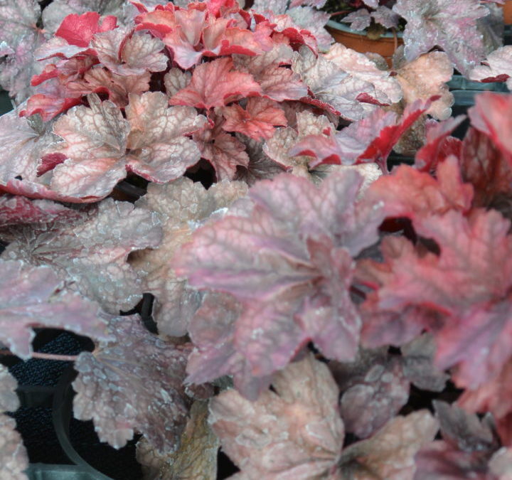 Heuchera Milan