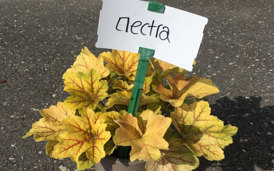Heuchera Mectra ou World Caffé Romano