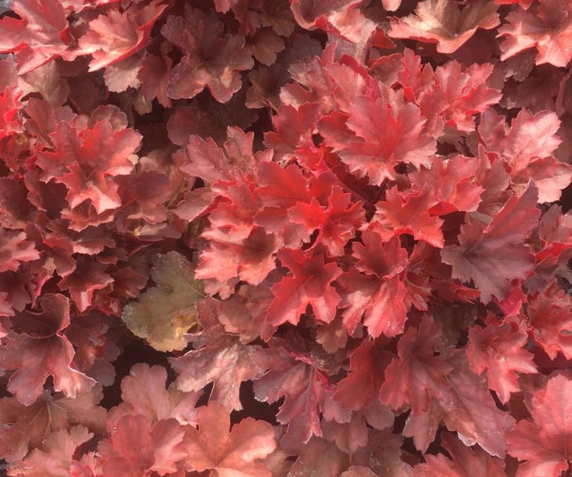 Heuchera Cherry Cola