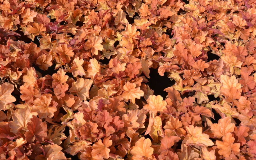 Heuchera Northern Exposure Amber