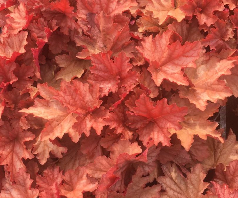 Heuchera Northern Peachberry Ice