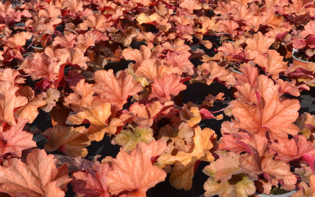 Heuchera Rio
