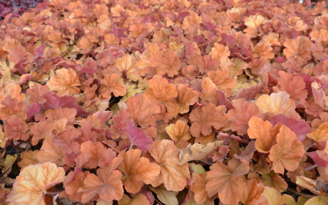 Heuchera Peachberry Ice