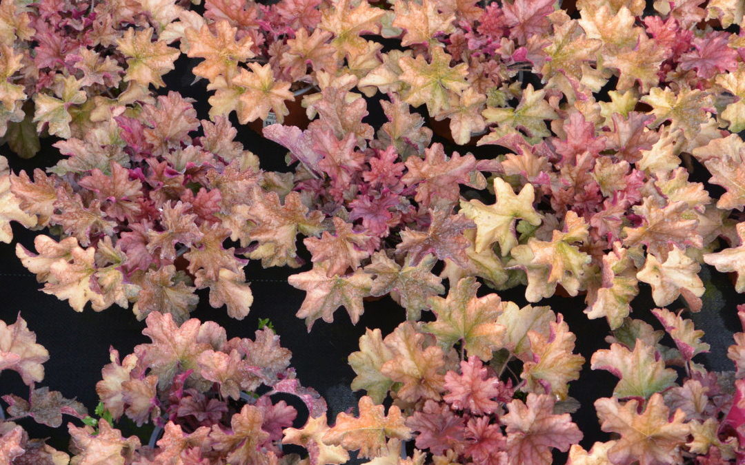 Heuchera World Caffé Americano