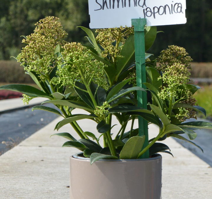 Skimmia japonica Blanc