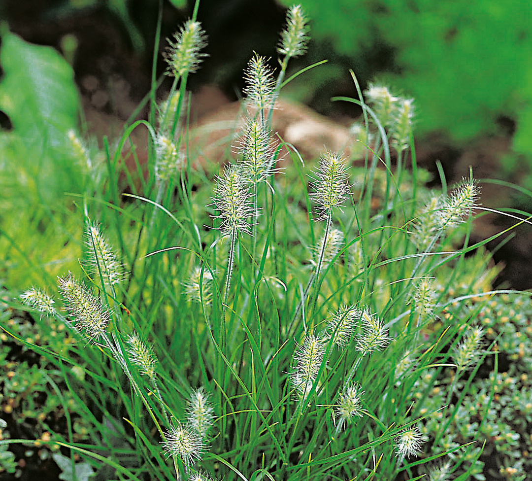 Pennisetum alopecuroides Little Bunny