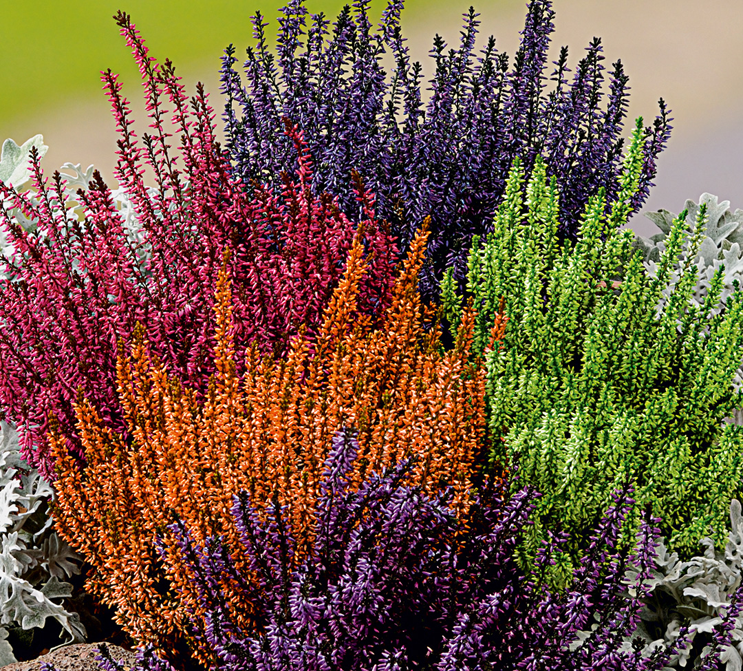 Calluna teinté/gefärbt