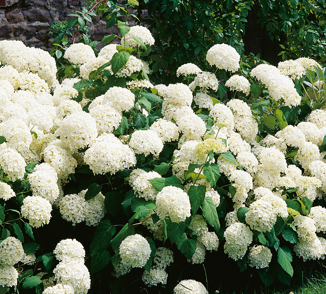 Hydrangea Arborescens Annabelle
