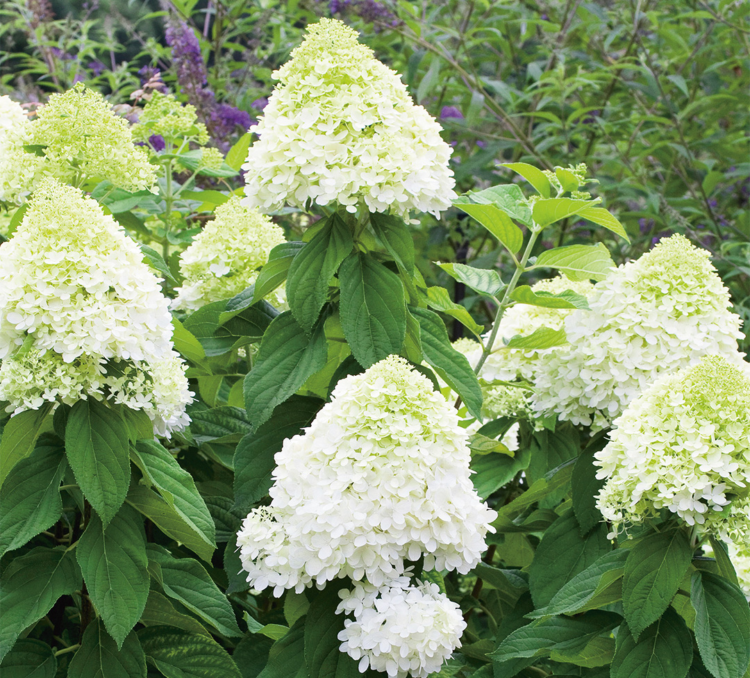 Hydrangea paniculata Limelight<sup>ⓢ</sup>