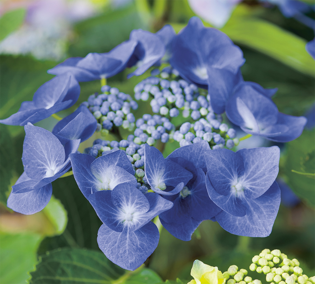 Hortensia Blaumeise