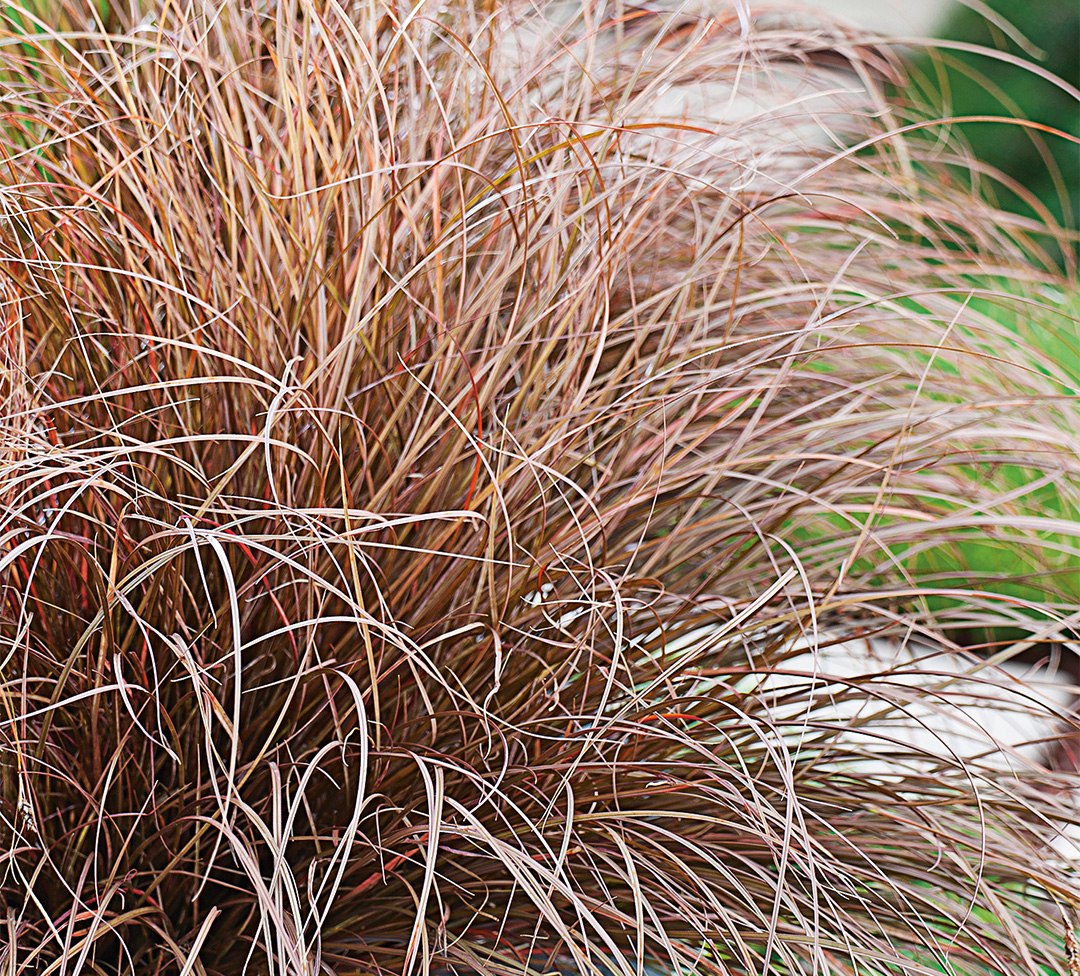 Carex petriei Milk Chocolat