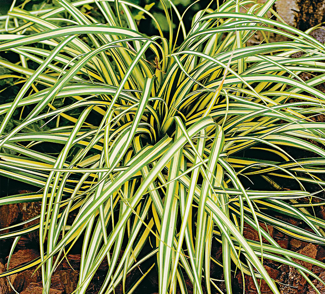 Carex oshimensis Evergold
