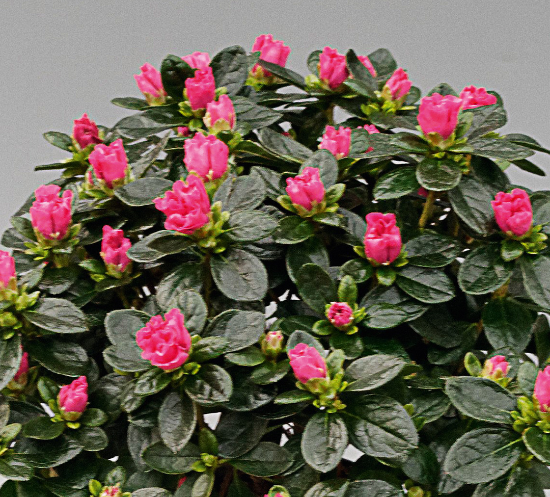 Azalée Classic rot