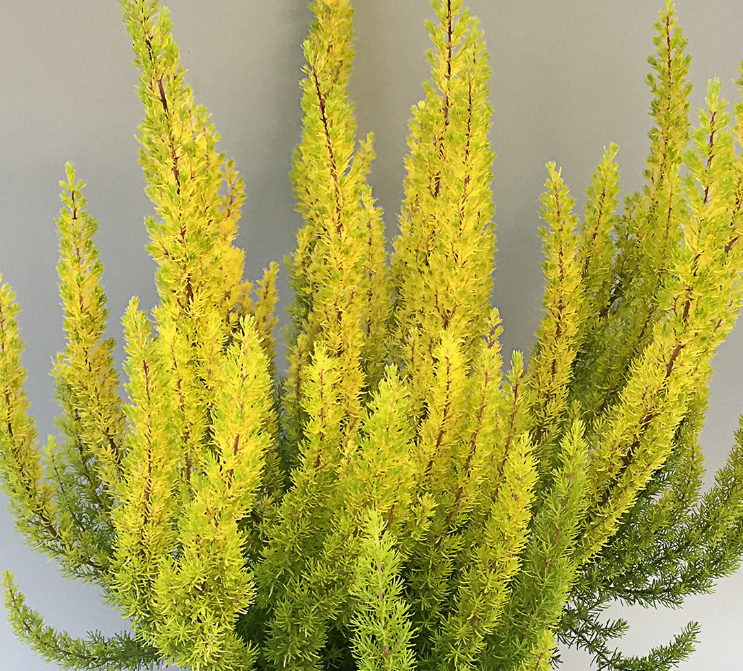 Erica arborea Albert's Gold